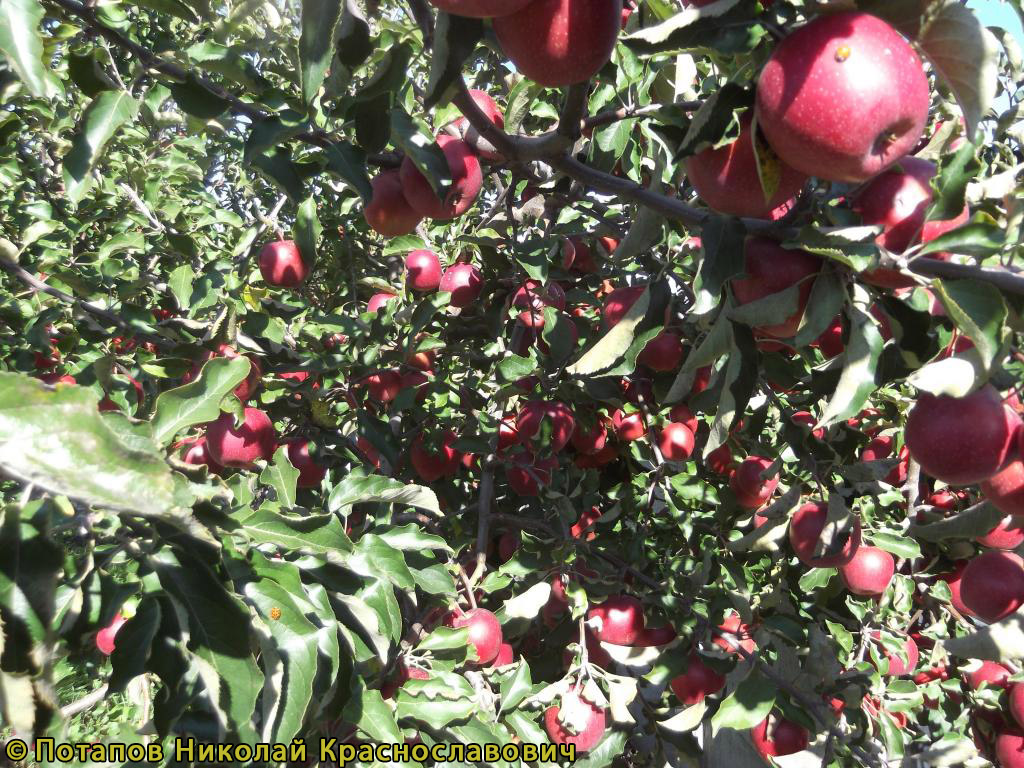 Яблоня Фуджи Кику 8 - описание сорта и фото яблок